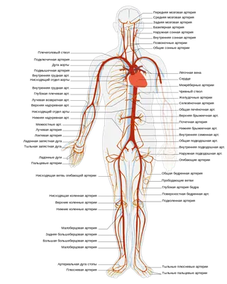 анатомия человека | Кувшинки, Книги, Анатомия человека