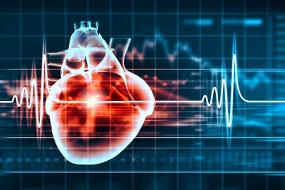 Интересные факты о строении сердца, сердечная нервная система (ICNS)