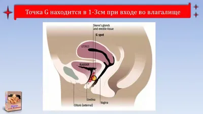 Где находится точка G и как правильно её стимулировать - Виагра для Женщин  - YouTube