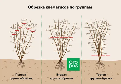 Клематис: секреты посадки и уходаКлематис: секреты посадки и ухода -  Зеленый Остров, интернет-магазин товаров для сада и дачи