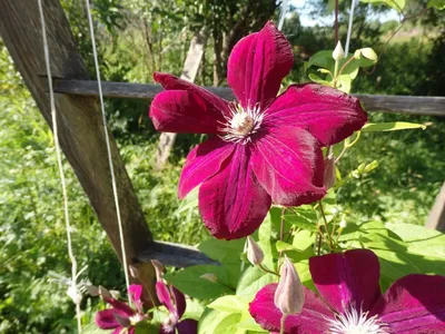 Клематис цветок: фото, описание, выращивание, посадка, уход