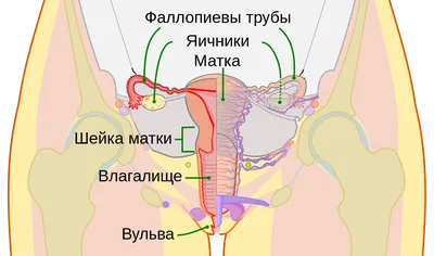 Гда находится точка G?🔞 #врачонлайн #точкалюбви #гинекологонлайн #гин... |  TikTok