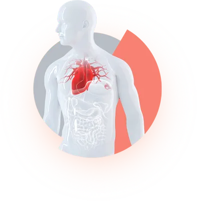 Amirmed.kg - Что такое сердце? ⠀ Сердце – это полый мышечный орган,  ритмические сокращения которого обеспечивают непрерывное движение крови по  сосудам. ⠀ Где расположено сердце? ⠀ Расположено в центре грудной клетки  позади