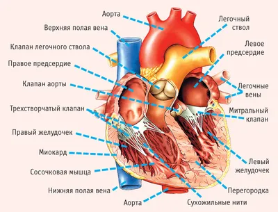 Сердце человека – это сильный мышечный насос. Каждый день сердце  сокращается и расслабляется 100000 раз и перекачивает 7600 литров крови.… |  Instagram