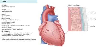 Боль в груди (в области сердца): причины в Иркутске в Клинике Эксперт