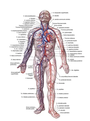 Сердце: вид спереди (предпросмотр) - Анатомия человека | Kenhub - YouTube