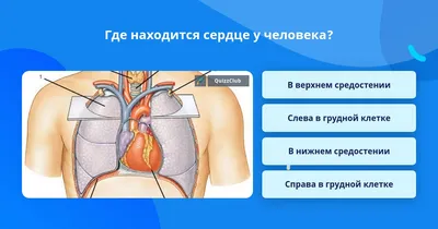 Сердце человека: как болит, где находится, сколько камер и другие  интересные и важные факты