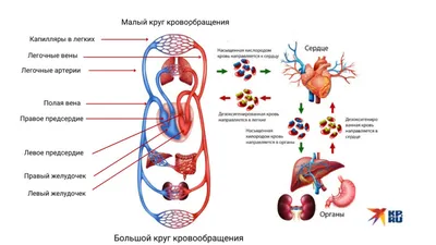 Сердечно-сосудистая система и что в нее входит