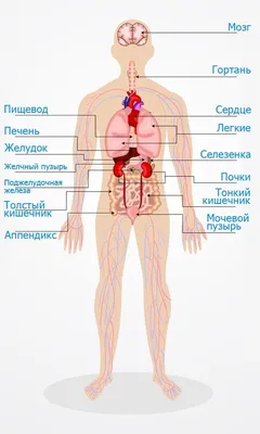 Иллюстрация 19 из 27 для Анатомия человека. Большой популярный атлас -  Билич, Лукашанец, Мазур, Никитинская | Лабиринт -