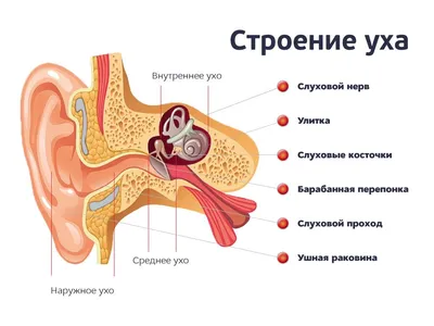 Компьютерная томография грудной полости с контрастом в Краснодаре — УРО-ПРО