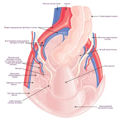 Как расположены внутренние органы человека, фото? | Кровеносная система,  Система органов человека, Биология