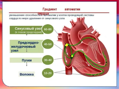 Сердце человека: как болит, где находится, сколько камер и другие  интересные и важные факты