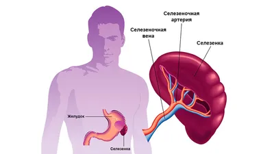 Орган слуха человека – строение и особенности