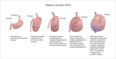 Строение и работа сердца. Регуляция его работы. Движение крови и лимфы в  организме | Биология 8 класс