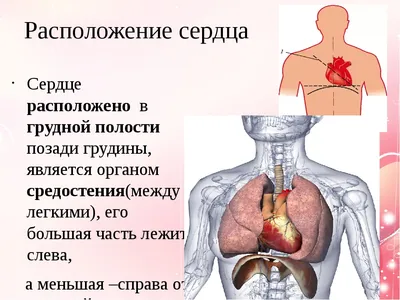 Какое строение имеет сердце человека и где оно расположено?) - Школьные  Знания.com