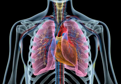 Сердце человека - редкие факты | О здоровье простым языком | Дзен