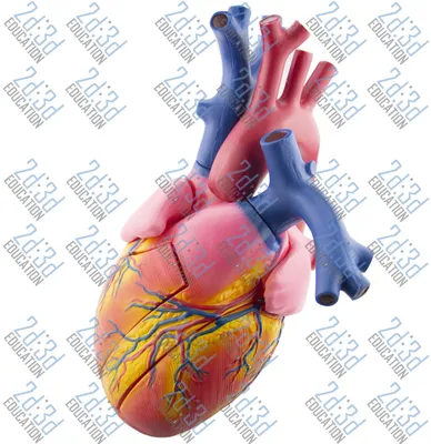 Сердце - главный орган в теле человека - alphamed.by