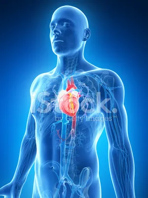 Медицинский плакат \"Сердце человека, анатомия и физиология\" - 1002264 -  VR6334L - ZVR6334L - Herz-Kreislauf-System - 3B Scientific