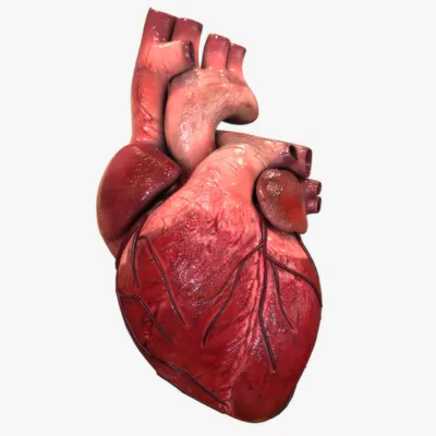 Органы кровообращения. Строение сердца. Регуляция сердечной деятельности –  онлайн-тренажер для подготовки к ЕНТ, итоговой аттестации и ВОУД