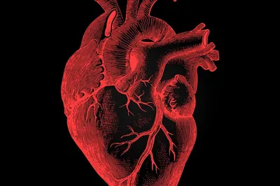 Анатомия Сердца Кровеносной Системы Человека — стоковые фотографии и другие  картинки Сердце - Сердце, Символ сердца, Сердечно-сосудистая система -  iStock
