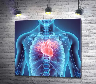 Сердце вид сзади (предпросмотр) - Анатомия человека | Kenhub - YouTube