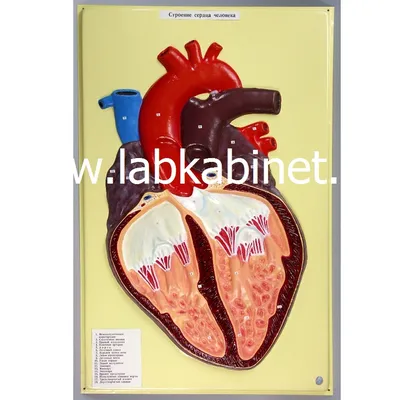 Макет \"Сердце человека\" 14*10см - купить с доставкой по выгодным ценам в  интернет-магазине OZON (265497362)
