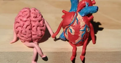 Сердце человека (текстурированное) 3D Модель $29 - .3ds .fbx .obj .max -  Free3D
