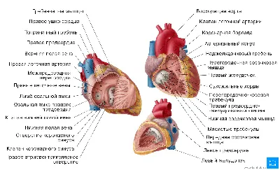Картина \"Анатомическое строение человека: Сердце\" | Интернет-магазин картин  \"АртФактор\"