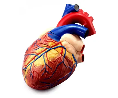 анатомическое сердце человека и сердечно-сосудистая система изолированы на  синем фоне. концепция здравоохранения. Иллюстрация вектора - иллюстрации  насчитывающей конструкция, людск: 225062408