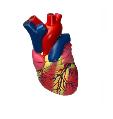 Строение сердца человека, модель барельефная купить в Москве, цена -  labkabinet.ru