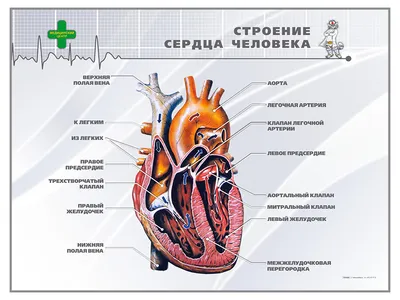 19 частей, Анатомия человека, структура тела, сердце, внутренние органы,  модель головного мозга, медицинские Обучающие органы, туловище 28 см |  AliExpress