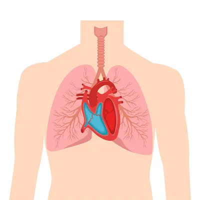 Анатомия Сердца Системы Кровообращения Человека стоковое фото ©magicmine  423729982