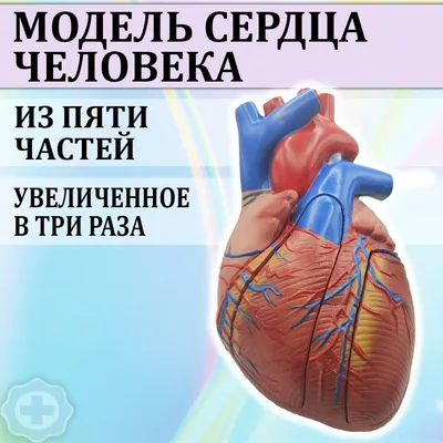 Стенд \"Строение сердца человека\" (раздел «Детские центры, экспонаты и  аттракционы») | Купить учебное оборудование по доступным ценам в ПО  «Зарница»