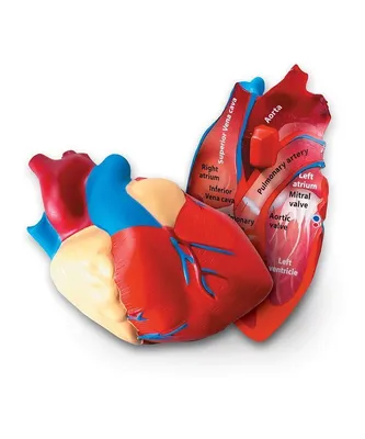 Плакат медицинский Сердце человека, анатомия и физиология купить по низкой  цене в интернет-магазине МедикоСнаб