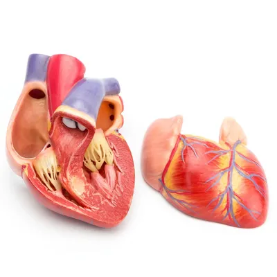 Купить модель гортани, сердца и легких из 7 частей