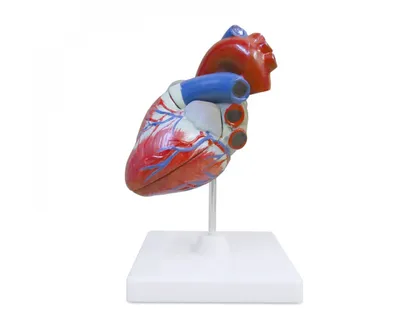 Сердце человека реалистичное , на чё…» — создано в Шедевруме