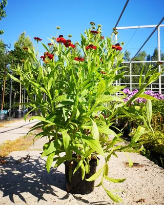 Гелениум гибридный Bandera Helenium hybrida Bandera - купить сорт в  питомнике, саженцы в Санкт-Петербурге