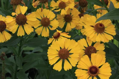 Гелениум гибридный Bandera Helenium hybrida Bandera - купить сорт в  питомнике, саженцы в Санкт-Петербурге