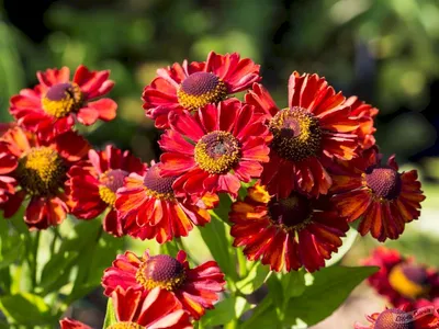 Гелениум гибридный Blütentisch Helenium hybrida Blütentisch - купить сорт в  питомнике, саженцы в Санкт-Петербурге