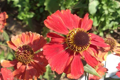 Гелениум гибридный Blütentisch Helenium hybrida Blütentisch - купить сорт в  питомнике, саженцы в Санкт-Петербурге