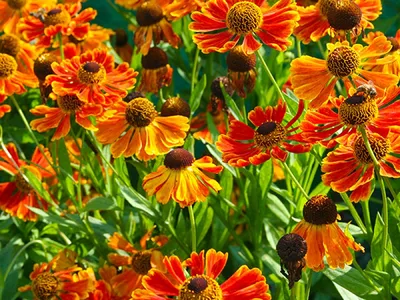 Гелениум осенний ROTE TONE (HELENIUM AUTUMNALE \"ROTE TONE\") С5, цена в  Санкт-Петербурге от компании Вилла-планта (садовый центр и питомник  растений, ландшафтное бюро)