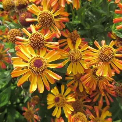 Гелениум гибридный Sahin's Early Flowerer Helenium hybrida Sahin's Early  Flowerer - купить сорт в питомнике, саженцы в Санкт-Петербурге