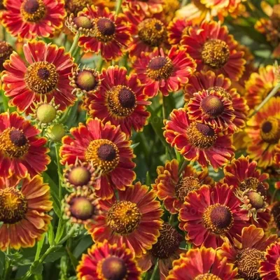 Гелениум осенний (Helenium autumnale `Waltraut`) - Гелениум осенний - Гелениум - Многолетние цветы - Библиотека - LESKOVO-PITOMNIK.ru