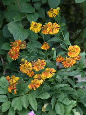 Гелениум гибридный Helenium hybride Bandera | ELGardens - цветы для сада  Саратов/Энгельс