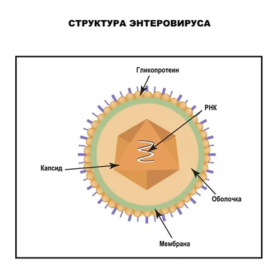 Энтеровирусные инфекции