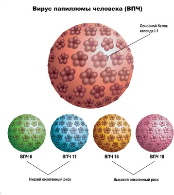 ВПЧ (вирус папилломы человека) | причины, симптомы, типы, диагностика и  лечение папилломавирусной инфекции