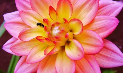 Реалистическое изображение нарисованного вручную цветка лотоса или георгина  Иллюстрация штока - иллюстрации насчитывающей естественно, иллюстрация:  109005494