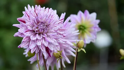 Цветок из сада георгин | Премиум Фото