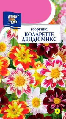 Георгина АЭЛИТА Денди, смесь окрасок Одн, 0,3г 00-00571859 - выгодная цена,  отзывы, характеристики, фото - купить в Москве и РФ