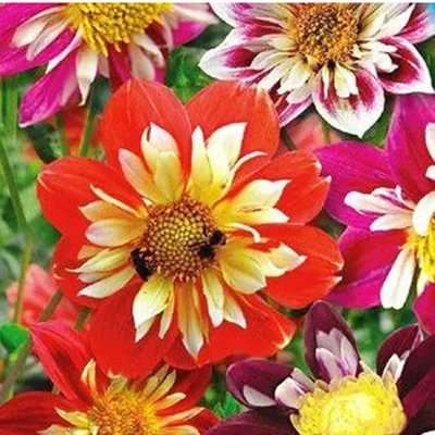 Георгина изменчивая (Dahlia variabilis)